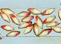 Barley (Hordeum vulgare) grain, cross sections of seeds treated with tetrazolium salt which stains viable living tissue red, a test for germination.