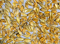 Wheat (Triticum aestivum) grain with husk and chaff contamination, quality control of grain sample prior to storage.