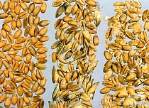 Wheat (Triticum aestivum) grains, a comparison of a good quality harvest with poorer harvest, grain with chaff and husk contamination, and crushed and broken grains.