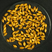 Barley (Hordeum vulgare) grain during malting process, seeds steeping, beginning to chit and germinate. Sequence 3/7.