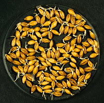 Barley (Hordeum vulgare) grain during malting process, seeds chitting and germinating. Sequence 4/7.