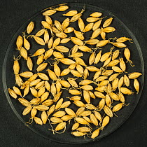 Barley (Hordeum vulgare) grain during malting process, dry seeds after chitting and kilning. Sequence 6/7.