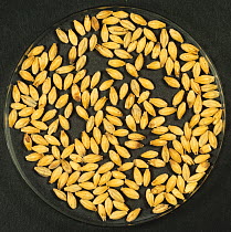 Barley (Hordeum vulgare) grain at end of malting process following chitting and kilning. Malt used in brewing and distilling. Sequence 7/7.