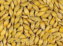 Barley (Hordeum vulgare) grain at start of malting process, seeds prior to germination. Sequence 1/7.