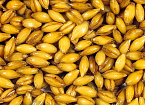Barley (Hordeum vulgare) grain during malting process, seeds steeping and germinating. Sequence 2/7.