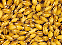 Barley (Hordeum vulgare) grain during malting process, seeds steeping, beginning to chit and germinate. Sequence 3/7.