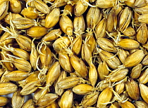 Barley (Hordeum vulgare) grain during malting process, seeds drying after germination. Sequence 5/7.