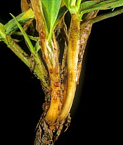 Speckled snow mould (Typhula incarnata) sclerotia on base of young Barley (Hordeum vulgare) stem. Scotland, UK. January.