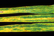 Barley (Hordeum vulgare) leaves diseased with chlorotic symptoms of Barley yellow mosaic virus (BaYMV).