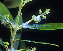 Secretions of Olive psyllid (Euphyllura olivine) on Olive (Olea europaea) leaves and twigs. Greece.