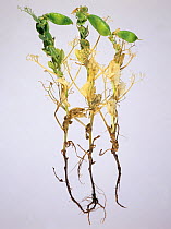 Pea (Pisum sativum) infected with Footrot (Didymella pinodella), affecting roots and stem.