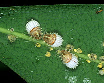 Cottony cushion scale insect (Icerya purchasi) adult and juvenile plant pests on leaf .