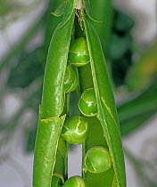 Peas (Pisum sativum) damaged by Pea seed-borne mosaic virus (PSbMV), in pod.