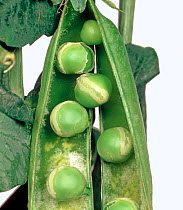 Pea (Pisum sativum) damaged by Pea seed-borne mosaic virus (PSbMV). Peas with tennis ball appearance, in pod.