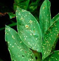 Broad bean (Vicia faba) leaf with early infection of Faba-bean rust caused by Fungus (Uromyces viciae-fabae).