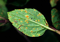 Mint rust (Puccinia menthae) pustules on Peppermint (Mentha x piperata) leaf. Devon, England, UK.