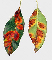 Pear rust (Gymnosporangium fuscum) pustules and damage on upper and lower surfaces of Pear (Pyrus communis) leaves. Berkshire, England, UK. September.