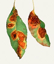Pear rust (Gymnosporangium fuscum) pustules and damage on underside of Pear (Pyrus communis) leaves. Berkshire, England, UK. September.