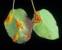 Pear rust (Gymnosporangium fuscum) pustules and damage on underside of Pear (Pyrus communis) leaves. Berkshire, England, UK. September.