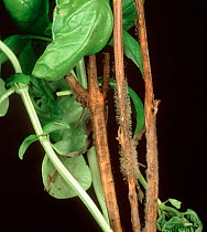 Grey mould (Botrytis cinerea) fungal infection on stem of Sweet basil (Ocimum basilicum).