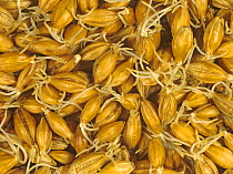 Malting barley seeds germinating during the malt making process, for use in brewing and distilling.