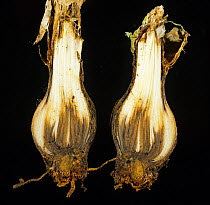 Nerine (Nerine bowdenii) bulb in cross section with necrosis caused by Basal rot (Fusarium oxysporum).