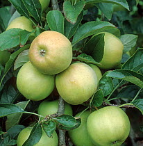 Golden Delicious, ripe apples on branch amongst leaves. In commercial orchard, Oxfordshire, England, UK. September.