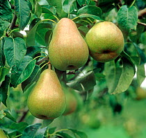 Doyenne du Comice pears among leaves on orchard tree. Oxfordshire, England, UK. September.