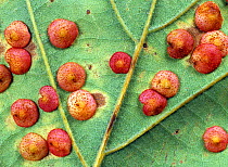 Spangle gall wasp (Neurotus quercusbaccarum) galls on underside of Oak (Quercus robur) leaf. Berkshire, England, UK.