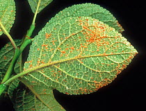 Plum rust (Tranzschelia discolor) fungal disease pustules on underside of Plum (Prunus domestica) leaf.