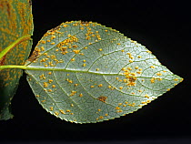 Poplar rust (Melampsora sp) disease pustules on underside of White poplar (Populus alba) leaf.