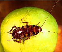 Australian cockroach (Periplaneta australsiae) nymph on Apple, a household pest.