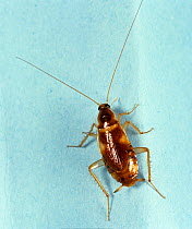 Banded cockroach (Supella longipalpa), a household pest.