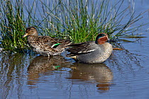 Eurasian teal (Anas crecca) foraging, in water. Le Teich, Gironde, France, March.