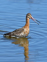 Black-tailed godwit (Limosa limosa) foraging in water, Le Teich,Gironde, France, March.