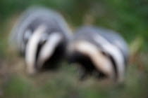 European badger (Meles meles) two foraging, out of focus. Devon, England, UK. June.