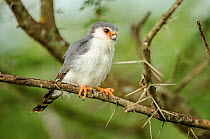 Pygmy falcon (Polihierax semitorquatus) male perched in Acacia bush. Serengeti National Park, Tanzania.