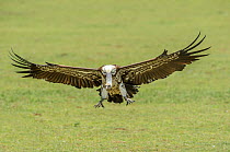 Ruppell's griffon vulture (Gyps rueppelli) in flight, coming in to land to scavenge on carcass. Serengeti National Park, Tanzania.