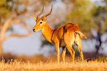 Puku (Kobus vardonii) male in morning light. South Luangwa National Park, Zambia.