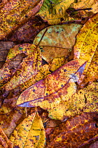 Silk moth (Copaxa sp) camouflaged against leaf litter on rainforest floor. Bosque de Paz, Costa Rica.