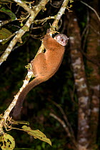Seal&#39;s sportive lemur (Lepilemur seali) climbing tree at night. Anjanaharibe-Sud Reserve, Madagascar.