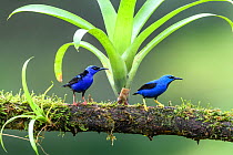 Shining honeycreeper (Cyanerpes lucidus) male and Red-legged honeycreeper (Cyanerpes cyaneus) perched on branch with epiphyte. Boca Tapada, Costa Rica.