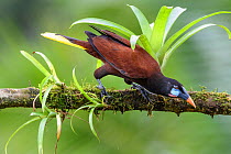 Montezuma oropendola (Psarocolius montezuma) male, preparing to take off from branch. Boca Tapada, Costa Rica.