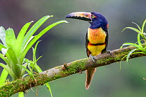 Collared aracari (Pteroglossus torquatus) perched on branch amongst epiphytes. Boca Tapada, Costa Rica.