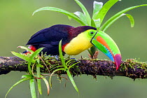 Keel-billed toucan (Ramphastos sulfuratus) perched on branch amongst epiphytes. Boca Tapada, Costa Rica.