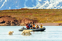 Polar bear (Ursus maritimus) female and cub wading through water, tourists taking photographs from boat in background. Lack of sea ice may be due to climate change. Woodfjorden, Spitsbergen, Svalbard,...