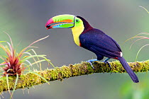 Keel-billed toucan (Ramphastos sulfuratus) feeding, perched on branch with fruit seed in beak. Boca Tapada, Costa Rica. Sequence 1/2.