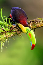 Keel-billed toucan (Ramphastos sulfuratus) looking downwards, perched on branch. Boca Tapada, Costa Rica.