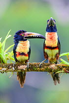 Collared aracaris (Pteroglossus torquatus), two perched on branch. Boca Tapada, Costa Rica.