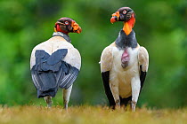 King vulture (Sarcoramphus papa), two face to face. Laguna del Lagarto, Boca Tapada, Costa Rica. Controlled conditions.
